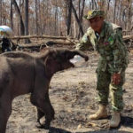 ប្រទះឃើញកូនដំរីព្រៃទើបកើតថ្មីៗមួយក្បាល នៅក្នុងដែនជម្រកភ្នំព្រេច
