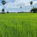 ស្រូវវស្សាឆ្នាំនេះ​ ស្រុក​បរិ​បូ​ណ៍ ធ្វើ​​បាន​លើស​ផែនការ​