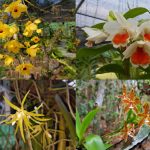 ក្រសួងបរិស្ថាន ហាមឃាត់ការទិញ-លក់ ការដឹកជញ្ជូន ការប្រមូល និងការធ្វើសន្និធិកេសរកូលព្រៃ នៅក្...