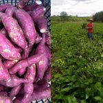 បច្ចេកទេសដាំដំឡូងជ្វាបានមើមធំៗ..!!