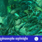 កសិដ្ឋាន​ចិញ្ចឹម​បង្កង​នៅ​ក្នុង​ខេត្ត​​កំពង់​ឆ្នាំង​ ភ្ញាស់​កូន​លក់​បាន​ប្រម៉ាណ​១០​ម៉ឺន​កូន​ ក្នុង១ឆ...