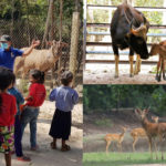 ប្រធានសួនសត្វភ្នំតាម៉ៅ ច្រានចោលព័ត៌មានមិនពិតអំពីគម្រោងរុះរើសួនសត្វភ្នំតាម៉ៅទៅខេត្តផ្សេង (វី...