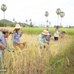 គិត​ត្រឹម​ថ្ងៃទី​១៣​ ធ្នូ ​ប្រជា​កសិករ​នៅ​ក្នុង​ខេត្ត​កំពង់​ឆ្នាំង​ សម្រេច​ប្រមូល​ផ​ល​ស្រូវ​វស្សា​ ប...
