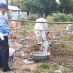 សមត្ថ​កិច្ច​អំពាវ​នាវ​រក​ម្ចាស់​គោ​ជាង​២០​ក្បាល​ដែល​លែង​ចោល​ឲ្យ​ដើរ​ស៊ី​ស្មៅ​អាណា​ធិប​តេយ្យ​ក្នុង​ក្...