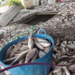 ត្រី​ចិញ្ចឹម​តាម​បែ​រាប់​រយ​តោន​នៅ​ខេត្ត​កំពង់​ឆ្នាំង​ បាន​ងាប់​ជា​បន្ត​បន្ទាប់​