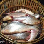 រដ្ឋបាលជលផល ប្រកាសពីកាលបរិច្ឆេទ សម្រាប់រដូវបិទនេសាទ ឆ្នាំ២០២៣ ក្នុងដែននេសាទទឹកសាប