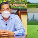 ឆ្នាំ​នេះ​ខេត្ត​កំពង់​ឆ្នាំង​ ធ្វើ​ស្រែ​វស្សា​បាន​លើស​ផែន​ការ​ ហើយ​ស្រូវ​កំពុង​ដុះ​លូត​លាស់​ល្អ ​និង...