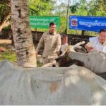 យុទ្ធនា​ការ​​ចាក់​​វ៉ាក់​សាំង​ការ​ពា​រជំ​ងឺ​សារ​ទឹ​ក​និង​អុត​​ក្តាម​សត្វ​គោ​ ក្របី​ នៅ​ខេត្ត​កំពង់​ឆ...