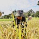 ប្រជា​កសិករ​នៅ​ក្នុង​ខេត្ត​កំពង់​ឆ្នាំង​ ចាប់​ផ្តើម​ប្រ​មូល​ផល​ស្រូវ​ស្រាល​ ស្រប​ពេល​ដែល​តម្លៃ​ស្រូវ...