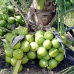 កម្ពុជា ត្រៀមនាំចេញផ្លែដូងស្រស់ទៅចិន ខណៈក្រសួងប្រាប់ម្ចាស់ចំការចម្ការរួសរាន់ចុះបញ្...
