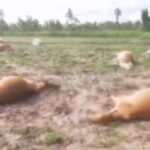 សត្វ​គោ​មួយ​ហ្វូង​ ងាប់​ក្នុង​ដី​ស្រែ​សង្ស័យ​ករណី ​ពុល​ថ្នាំ​