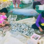 ត្រីប្រហុកចាប់ផ្តើមត្រូវជាបណ្តើរៗហើយ តែត្រីអាចត្រូវច្រើននៅខ្នើតខែក្រោយ