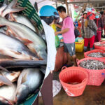នៅក្នុង​ឆ្នាំ​២០២៣​ ខេត្ត​កំពង់​ឆ្នាំង​ ប្រមូល​ផល​ត្រី​បាន​ជាង​៤​ម៉ឺន​តោន​