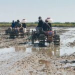ក្រោយ​ពី​បញ្ចប់​ការ​ប្រមូល​ផល​ស្រូវ​វស្សា​ ប្រជា​កសិករ​ក្នុង​ខេត្ត​កំពង់​ឆ្នាំង​​កំពុង​មមា​ញឹក​ដាំ​ដ...