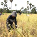 ប្រជា​កសិករ​នៅ​ខេត្ត​កំពង់​ឆ្នាំង​ សម្រេច​ប្រមូល​ផល​ស្រូវ​ស្រាល​ បាន​ចំនួន​ ២៦ ១១០ ​ហិកតា​ហើយ