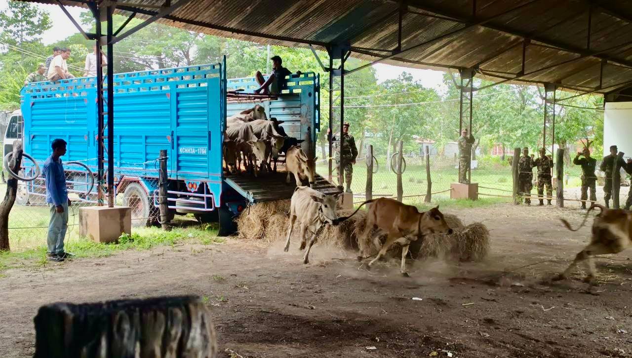 ឯកឧត្តម សាយ សំអាល់ ផ្តល់សត្វគោ៤០ក្បាលដល់អង្គភាពតំបន់ប្រតិបត្តិការសឹករងកំពង់ឆ្នាំង