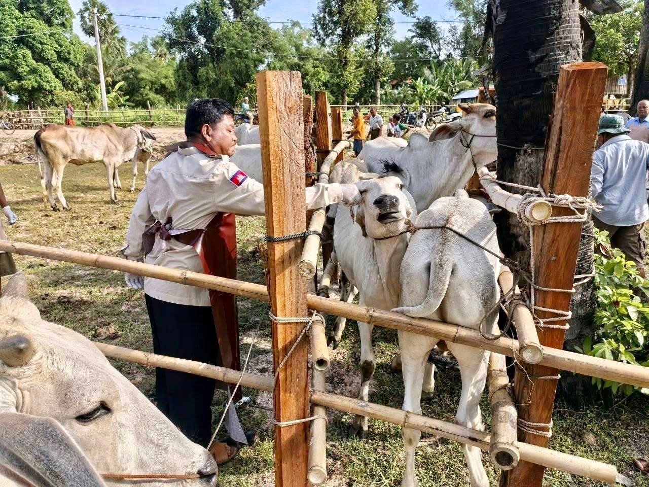 ពេទ្យសត្វកំពង់ឆ្នាំង ចុះចាក់វ៉ាក់សាំងការពារជំងឺសារទឹកសត្វគោ របស់ប្រជាកសិករ នៅឃុំច្រេស ស្រុកកំពង់ត្រឡាច